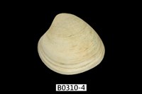 藏品(褐邊黃文蛤)的圖片